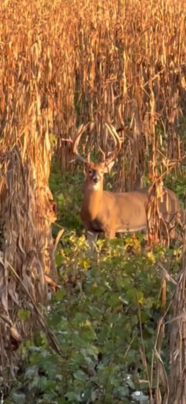 bigcornbuck.JPG